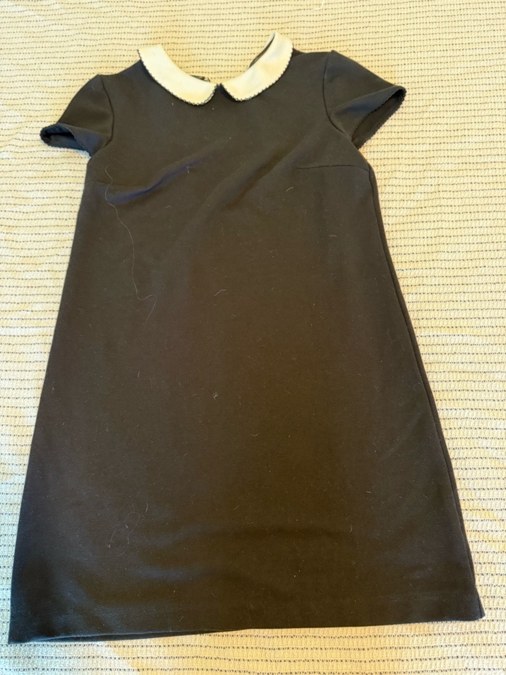 Cooperative Black Mini Dress with Cream Peter Pan Collar